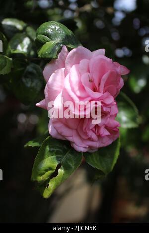 Rosebuds Makrofotografie. Der Sommer blüht aus nächster Nähe. Rosa Rosen im Garten. Rosa Blütenblätter. Grüner Hintergrund. Üppiges Laub. Buschiger Baum. Geschenk Stockfoto