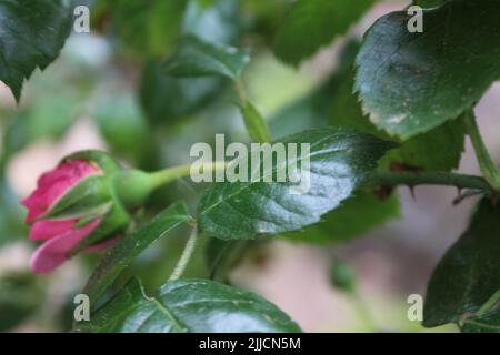 Rosebuds Makrofotografie. Der Sommer blüht aus nächster Nähe. Rosa Rosen im Garten. Rosa Blütenblätter. Grüner Hintergrund. Üppiges Laub. Buschiger Baum. Geschenk Stockfoto