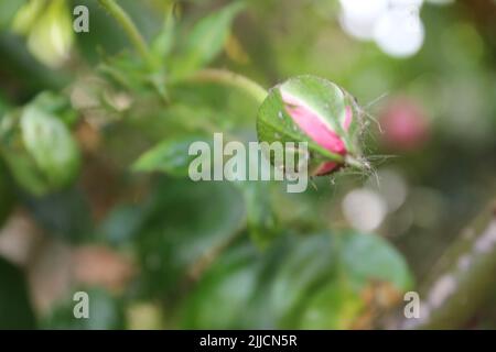 Rosebuds Makrofotografie. Der Sommer blüht aus nächster Nähe. Rosa Rosen im Garten. Rosa Blütenblätter. Grüner Hintergrund. Üppiges Laub. Buschiger Baum. Geschenk Stockfoto