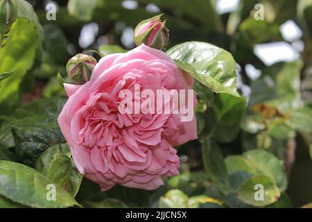 Rosebuds Makrofotografie. Der Sommer blüht aus nächster Nähe. Rosa Rosen im Garten. Rosa Blütenblätter. Grüner Hintergrund. Üppiges Laub. Buschiger Baum. Geschenk Stockfoto