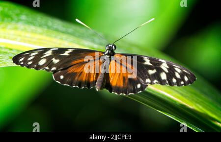 Monarch Butterfly Calgary Zoo Alberta Stockfoto