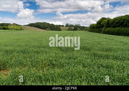 Wiese in Somerset bereit, für Silage gemähen zu werden, um Milchvieh über den Winter zu füttern. VEREINIGTES KÖNIGREICH. Stockfoto