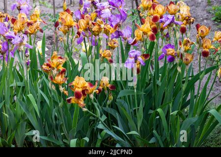 Blühende Iris auf einem Gartenbett an einem sonnigen Sommertag. Stockfoto