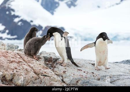 Adelie Pinguin Pygoscelis adeliae, Erwachsene füttern jungen Küken, Yalour Island, Antarktis im Januar. Stockfoto