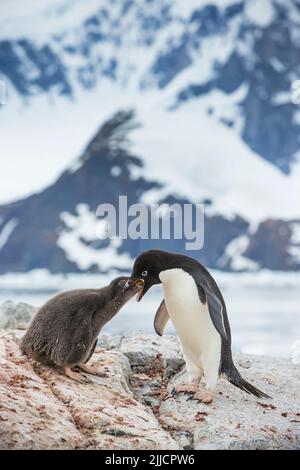 Adelie Pinguin Pygoscelis adeliae, Erwachsene füttern jungen Küken, Yalour Island, Antarktis im Januar. Stockfoto