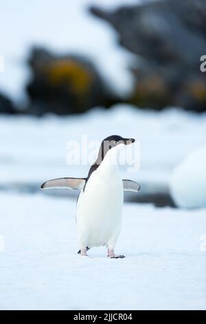 Adelie Penguin Pygoscelis Adeliae, Erwachsene, Flügel-stretching auf Eisberg, Booth Island, Antarktis im Januar. Stockfoto