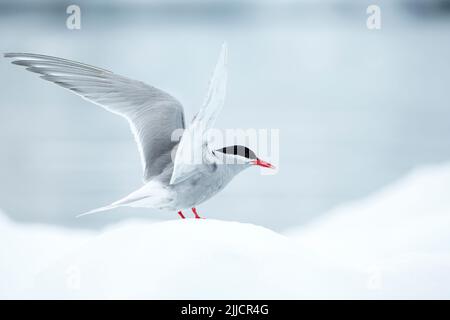 Antarktisches tern Sterna vittata, auf Eisschollen und Flügelstrecken, Danco Island, Antarktis im Januar. Stockfoto