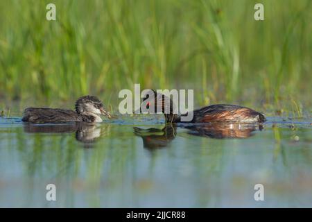 Schwarz-halsige Grebe Podiceps nigricollis, Erwachsene, Fütterung Küken kleine Fritte, Tiszaalpár, Ungarn im Juni Stockfoto