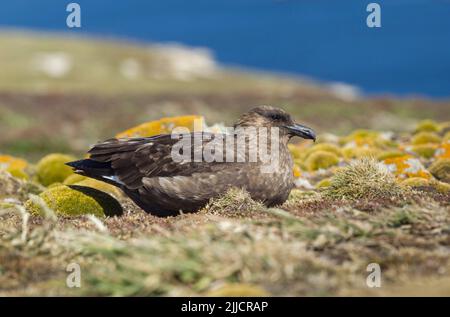 Brown Skua Stercorarius antarcticus, Erwachsener, sitzt auf dem hohen Aussichtspunkt, New Island, Falkland Islands im Dezember. Stockfoto