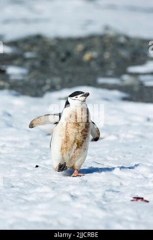Kinnbah-Pinguin Pygoscelis antarktis, Erwachsener, der im Januar zu einem sauberen Cape Lookout, Elephant Island, zum Ozean läuft. Stockfoto