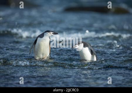 Kinnbah-Pinguin Pygoscelis antarktis, Erwachsene, Baden im Ozean, Cape Lookout, Elephant Island im Januar. Stockfoto