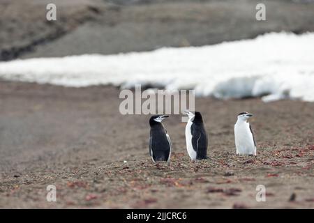 Kinnbypinguin Pygoscelis antarktis, Erwachsene, die im Januar am Strand, Deception Island, Antarktis, stehen. Stockfoto