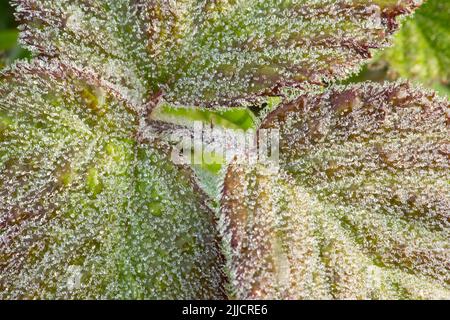 Brombeere Rubus fruticosus, Blätter bedeckt mit Morgentau, Walton Common, Somerset, UK im Mai. Stockfoto