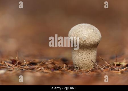 Gemeinsame puffball Lycoperdon perlatum, Fruchtkörper aus Kiefernwald, Brownsea Island, Dorset, Großbritannien, Oktober 2013 Stockfoto