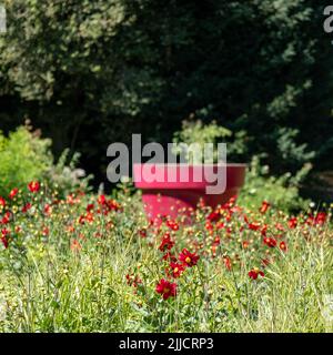 Im Garten von Chateau du Rivau, Lemere, Loire-Tal, in Frankreich, wachsen rote Wildblumen unter langem Gras um einen riesigen roten, ornamentalen Blumentopf. Stockfoto