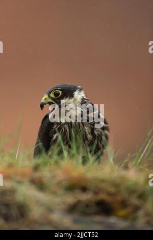 Eurasisches Hobby Falco subbuteo (gefangen), jugendlich an der Wand sitzend, Castle Caereinion, Wales, Großbritannien, Mai Stockfoto