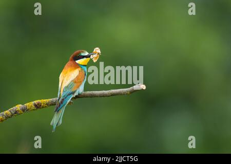 Europäischer Bienenfresser Merops apiaster, erwachsen, auf Ast mit Königin von Spanien fritilllary Issoria Lathonia Prey, Lakitelek, Ungarn im Juni. Stockfoto