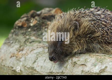 Europäischer Igel Erinaceus europaeus, erwachsener Rüde, klettert über Baumstamm, Knowle, West Midlands, Großbritannien im April. Stockfoto