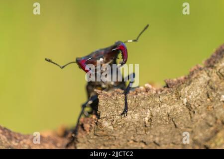 Europäischer Hirschkäfer Lucanus cervus, Männchen auf Baumstamm, Farm Lator, Sály, Ungarn, Juni Stockfoto