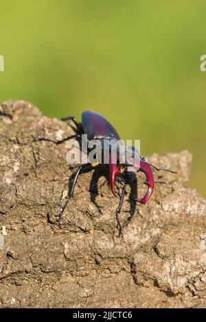 Europäischer Hirschkäfer Lucanus cervus, Männchen auf Baumstamm, Farm Lator, Sály, Ungarn, Juni Stockfoto