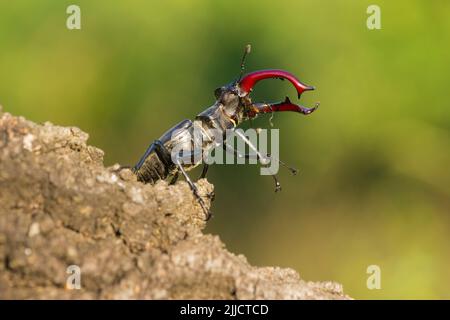 Europäischer Hirschkäfer Lucanus cervus, Männchen auf Baumstamm, Farm Lator, Sály, Ungarn, Juni Stockfoto