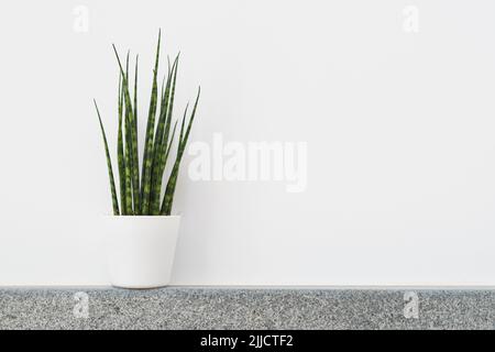 Sansevieria Fernwood Mikado (Schlangenpflanze) in einem Topf vor weißem Hintergrund Stockfoto