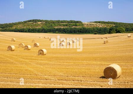 Heuballen uk Sommer - Strohballen-Rollen - Heuballen nach der Ernte auf einem Feld gerollt South Yorkshire England GB Europa Stockfoto