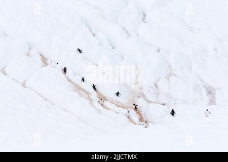 Gentoo-Pinguin Pygoscelis papua, Erwachsene, die im Januar auf einer Pinguin-Autobahn, Danco Island, Antarktischen Halbinsel spazieren gehen. Stockfoto