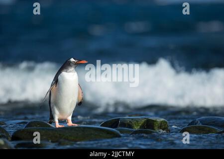 Gentoo-Pinguin Pygoscelis papua, der im Januar auf Felsen entlang von Tideline, Cape Lookout, Elephant Island ruht. Stockfoto