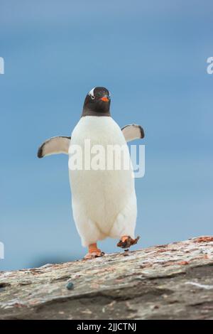 Gentoo-Pinguin Pygoscelis papua, Erwachsener, der im Januar über Felsen spazieren ging, Livingston Island, Antarktische Halbinsel. Stockfoto