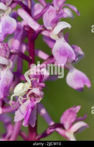 Die Goldrutenkrabbenspinne Misumena vatia, ein Erwachsener, der sich unter frühen violetten Orchideenblüten versteckt, Noar Hill, Hampshire, Großbritannien, im Mai. Stockfoto