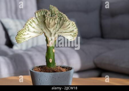 Korallenkaktus (Laktee-Pflanze von Pechapfel, Meerjungfrauen-Schwanz) Stockfoto