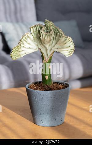 Korallenkaktus (Laktee-Pflanze von Pechapfel, Meerjungfrauen-Schwanz) Stockfoto
