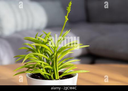 Senecio Himalaya (Himalaya Groundsel) Sukenzlende in modernen Innenhaus Stockfoto