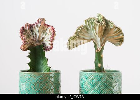 Korallenkaktus (Poren-Laktee Cristata, Meerjungfrauen-Schwanz) Pflanzen vor weißem Hintergrund Stockfoto