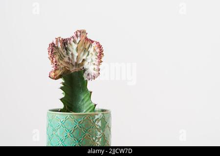 Korallenkaktus (Poren-Laktee Cristata, Meerjungfrau Schwanz) Pflanze vor weißem Hintergrund Stockfoto