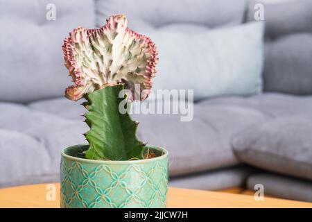 Korallenkaktus (Poren-Laktee Cristata, Meerjungfrau Schwanz) Pflanzen Detail Stockfoto
