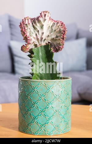 Korallenkaktus (Poren-Laktee Cristata, Meerjungfrau Schwanz) Pflanzen Detail Stockfoto