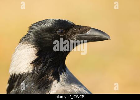 Krähe mit Kapuze, Corvus cornix, Kopfportrait, Suboica, Serbien im Februar. Stockfoto