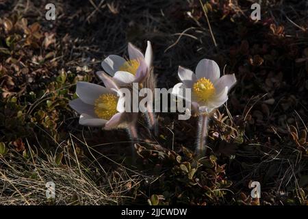 Springpasque Blume blüht auf Dovrefjell, einem Gebirge und Hochland in Zentral-Norwegen. Stockfoto