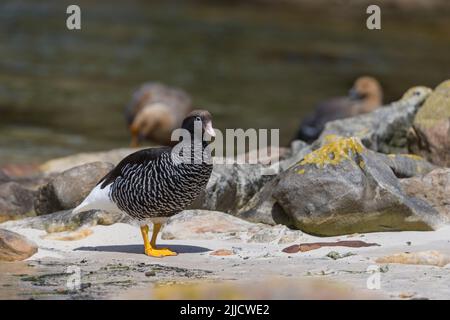 Kelp Gans Chloephaga hybrida, Erwachsene Weibchen, stehend an sandiger Küste, New Island, Falkland Islands im Dezember. Stockfoto