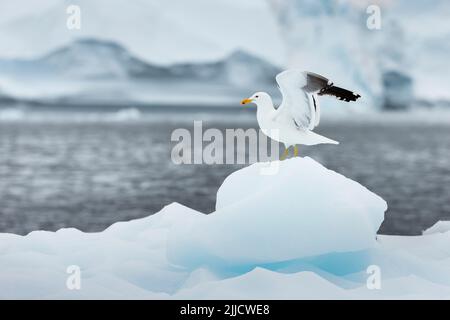 Kelp Gull Larus dominicanus, Erwachsene, landet im Januar auf Eisberg, Danco Island, Antarktis Stockfoto