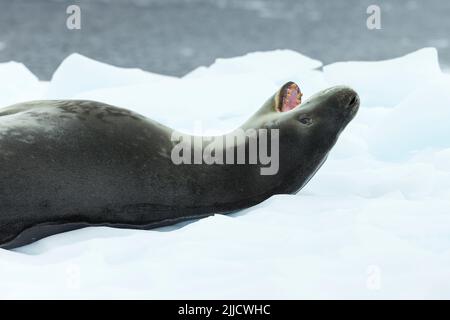 Leopardendichtung Hydrurga leptonyx, im Januar auf Eisscholle, Danco Island, Antarktis ausgefahren. Stockfoto