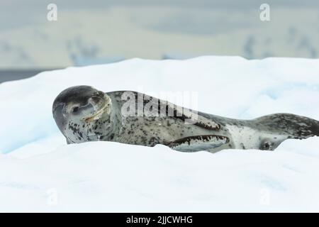 Leopard seal Hydrurga Leptonyx, holte auf Eisscholle, Cierva Bucht, Antarktis im Januar. Stockfoto