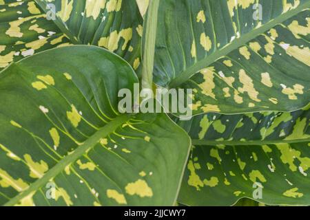 Dieffenbachia (dummer Stock) Seguine Cheetah Variegated Pflanze Stockfoto