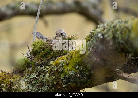 Misteldrossel Turdus viscivorus, Nestbau für Erwachsene auf einem Ast, in der Nähe von Lake Vyrnwy, Montgomery, Wales, Vereinigtes Königreich, Mai Stockfoto