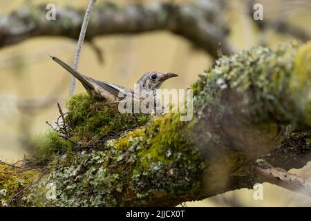 Misteldrossel Turdus viscivorus, Nestbau für Erwachsene auf einem Ast, in der Nähe von Lake Vyrnwy, Montgomery, Wales, Vereinigtes Königreich, Mai Stockfoto