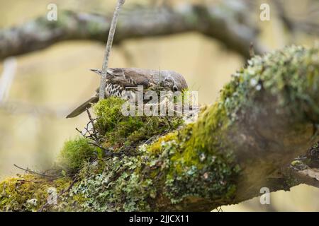 Misteldrossel Turdus viscivorus, erwachsen, Nestbau auf einem Ast, in der Nähe des Lake Vyrnwy, Montgomery, Wales, Mai Stockfoto