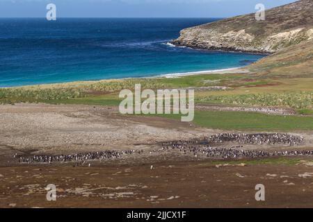 Blick auf die Landschaft der Pinguinrookerien, Bold Hill, Barnard Passage, New Island, Falkland Islands im Dezember. Stockfoto