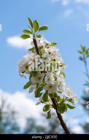 Pyrus communis, (Birne) Zweig in voller Blüte Stockfoto